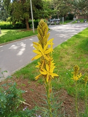 Asphodeline