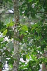 Chloropicus griseocephalus