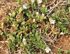 Lepidagathis cristata