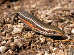 Pseudemoia pagenstecheri