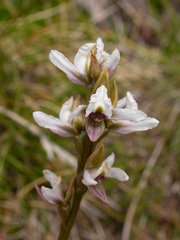 Prasophyllum suttonii