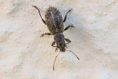 Polydrusus inustus