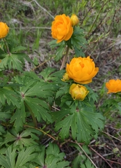 Trollius kytmanovii