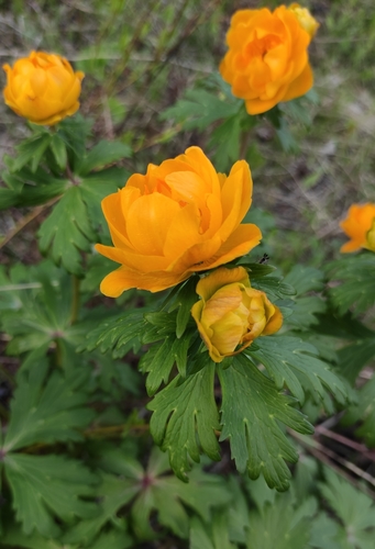 Trollius kytmanovii, photograph 1