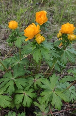Юлия, CC BY, iNaturalist via GBIF Trollius kytmanovii, photograph Юлия, CC BY, iNaturalist via GBIF