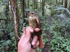 Syndactyla subalaris