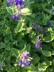 Salvia