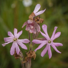 Silene undulata undulata