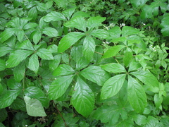 Eleutherococcus sessiliflorus