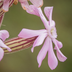 Silene undulata undulata