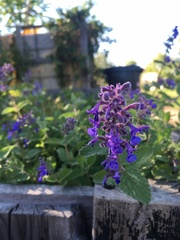 Salvia