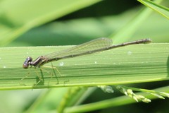 Enallagma dubium