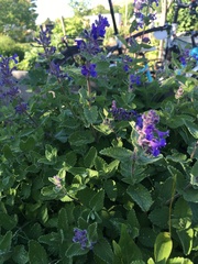 Salvia