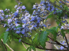 Vitex gaumeri