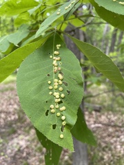 Phylloxera caryaeglobuli