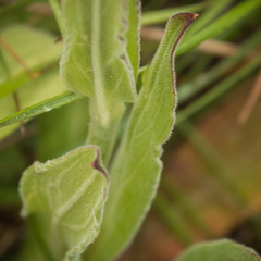 Silene undulata undulata