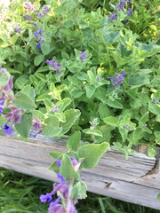 Salvia