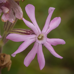 Silene undulata undulata