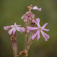 Silene undulata undulata