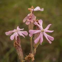 Silene undulata undulata