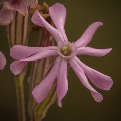 Silene undulata undulata