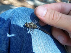 Somatochlora elongata