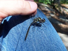 Somatochlora elongata