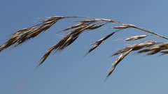 Lolium rigidum