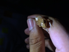 Eleutherodactylus antillensis