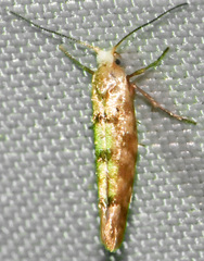 Argyresthia alternatella