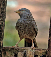 Argya affinis