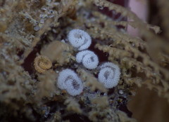 Diaphoreolis lagunae