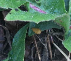 Insecta