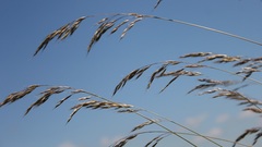 Lolium rigidum