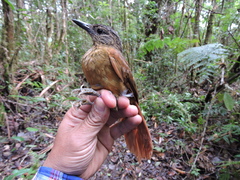 Thripadectes virgaticeps