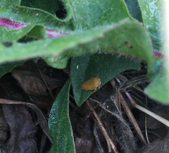 Insecta