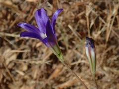 Brodiaea elegans