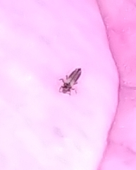Aeolothripidae