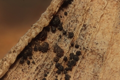 Bartheletia paradoxa