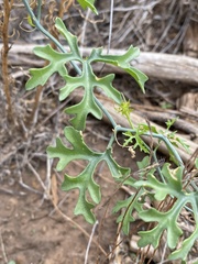 Ibervillea tenuisecta