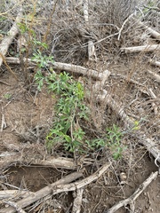 Ibervillea tenuisecta