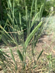 Agropyron