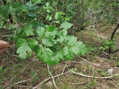 Rhus aromatica serotina