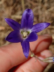 Brodiaea elegans
