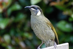 Lewin's Honeyeater photo 3