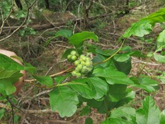 Rhus aromatica serotina