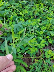 Dichanthelium malacophyllum