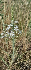 Ornithogalum pyramidale