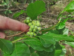 Rhus aromatica serotina