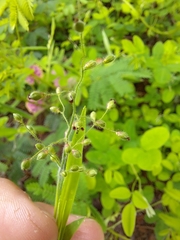 Dichanthelium malacophyllum